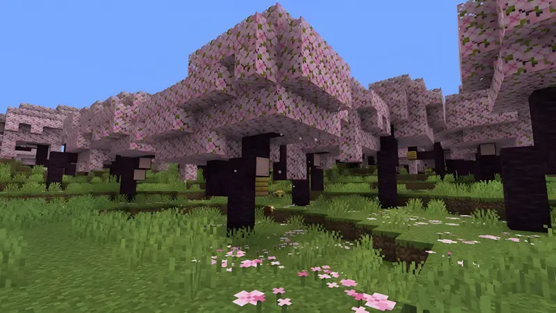 Gỗ anh đào (Cherry)