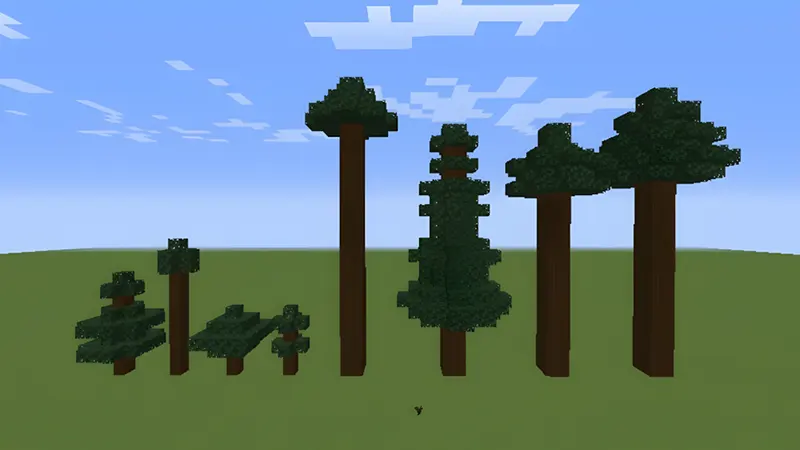 Gỗ vân sam (Spruce)