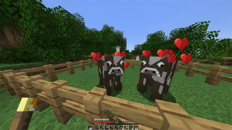 Bước 3: Cho ăn để nhân giống