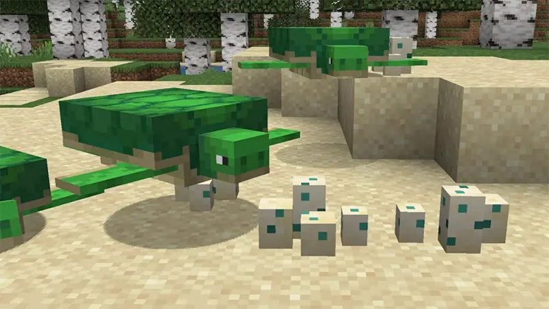 Bước 4: Bảo vệ trứng rùa mong manh