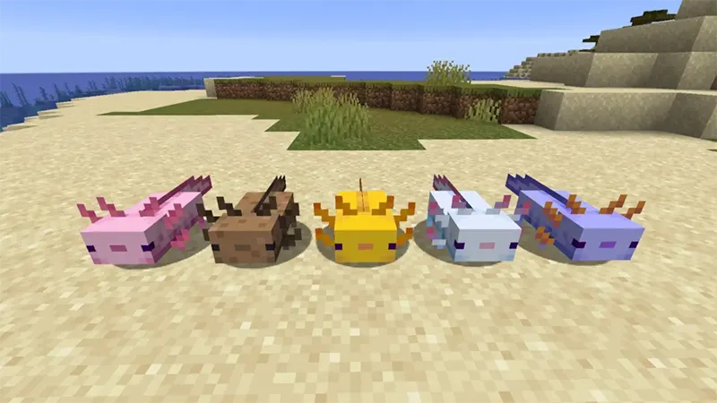 Các màu sắc của Kỳ nhông, màu nào hiếm nhất?