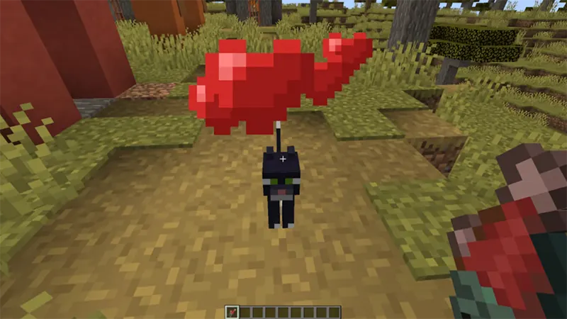 Cách thuần hóa mèo