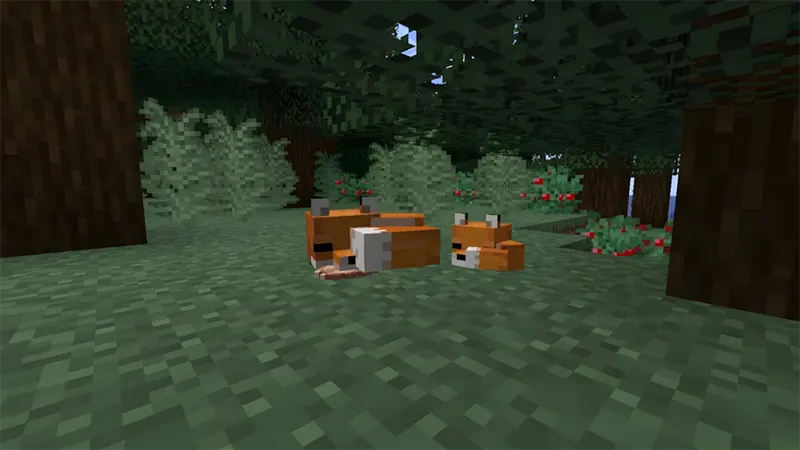 Cáo xuất hiện ở đâu