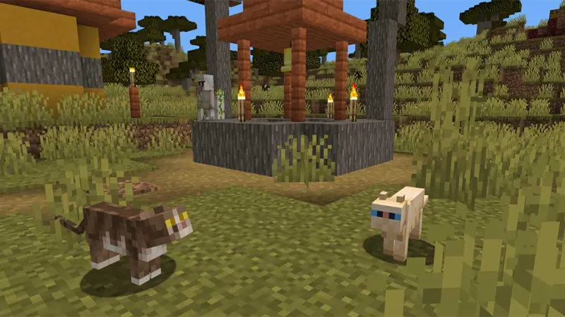 Có thể tìm thấy mèo ở đâu