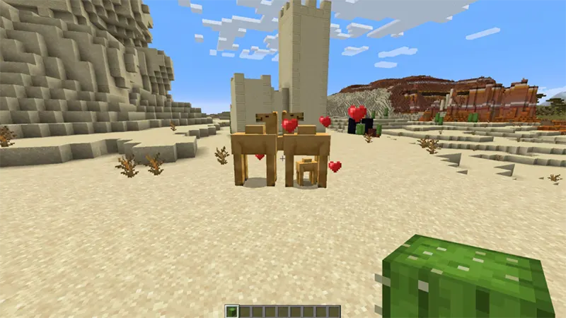 Hướng dẫn trồng và nhân giống lạc đà