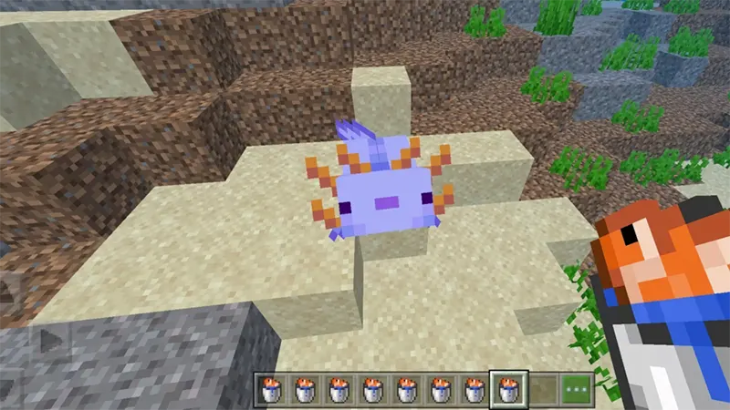 Kỳ nhông (Axolotl) ăn gì?