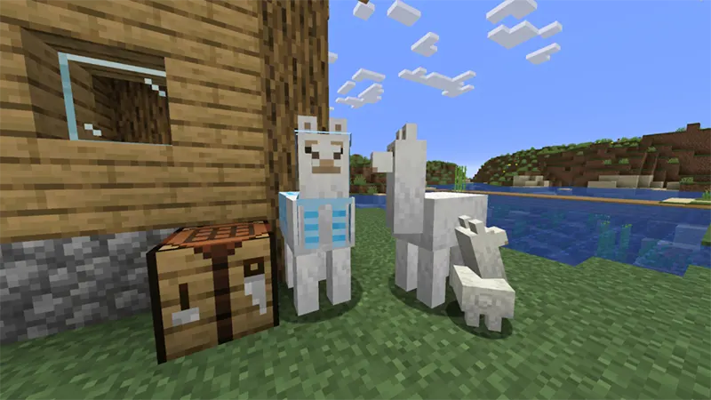 Nhân giống và nuôi dưỡng lạc đà con