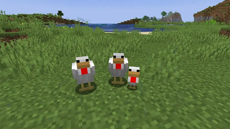 Sinh gà con ngay lập tức