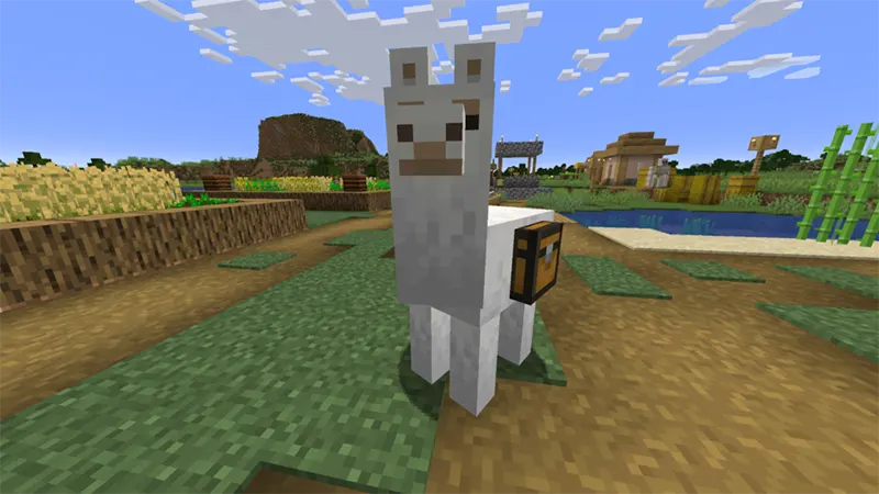 Sử dụng lạc đà không bướu: