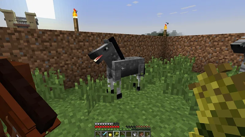 Thao tác cho ngựa ăn