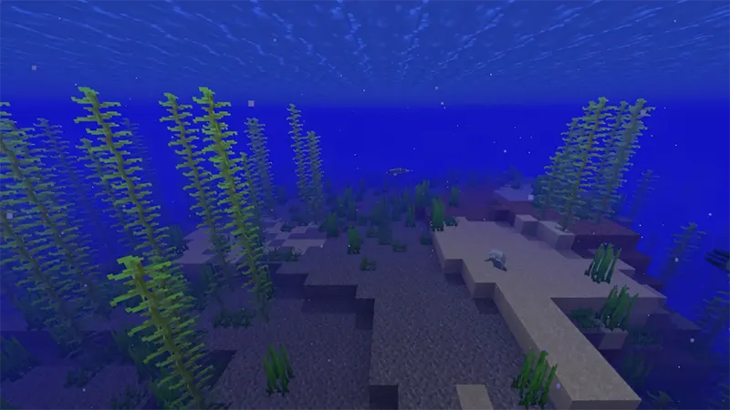 Tìm cỏ biển ở đâu?