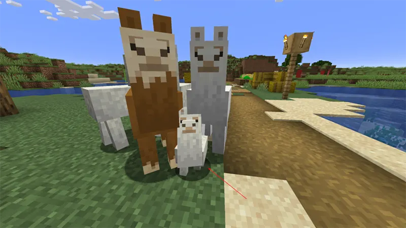 Tìm lạc đà không bướu ở đâu?