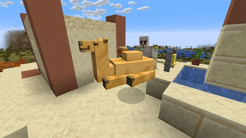 Tìm lạc đà ở đâu?